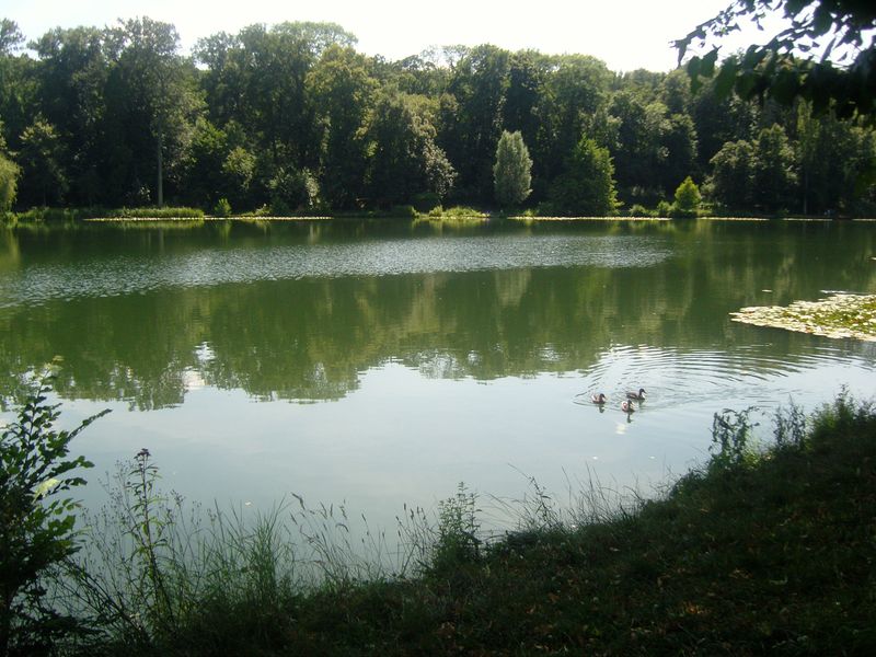 Les étangs de Corot  premier étang avec canard