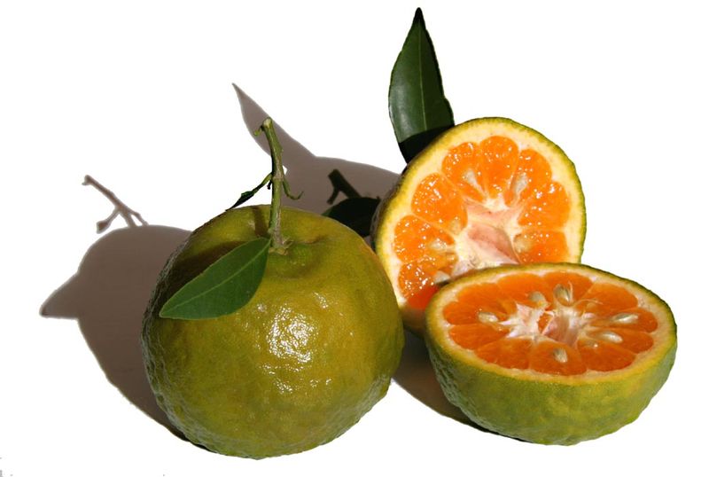 Ponkan Olhar Feliz